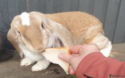 English Lop rabbits for sale: Giant engilsh lop  - Advert 7