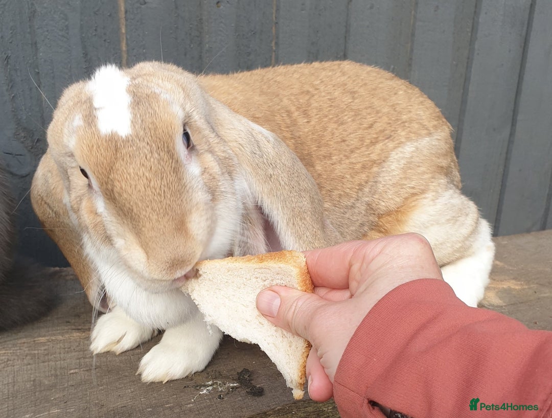 English Lop rabbits for sale: Giant engilsh lop  - Advert 7