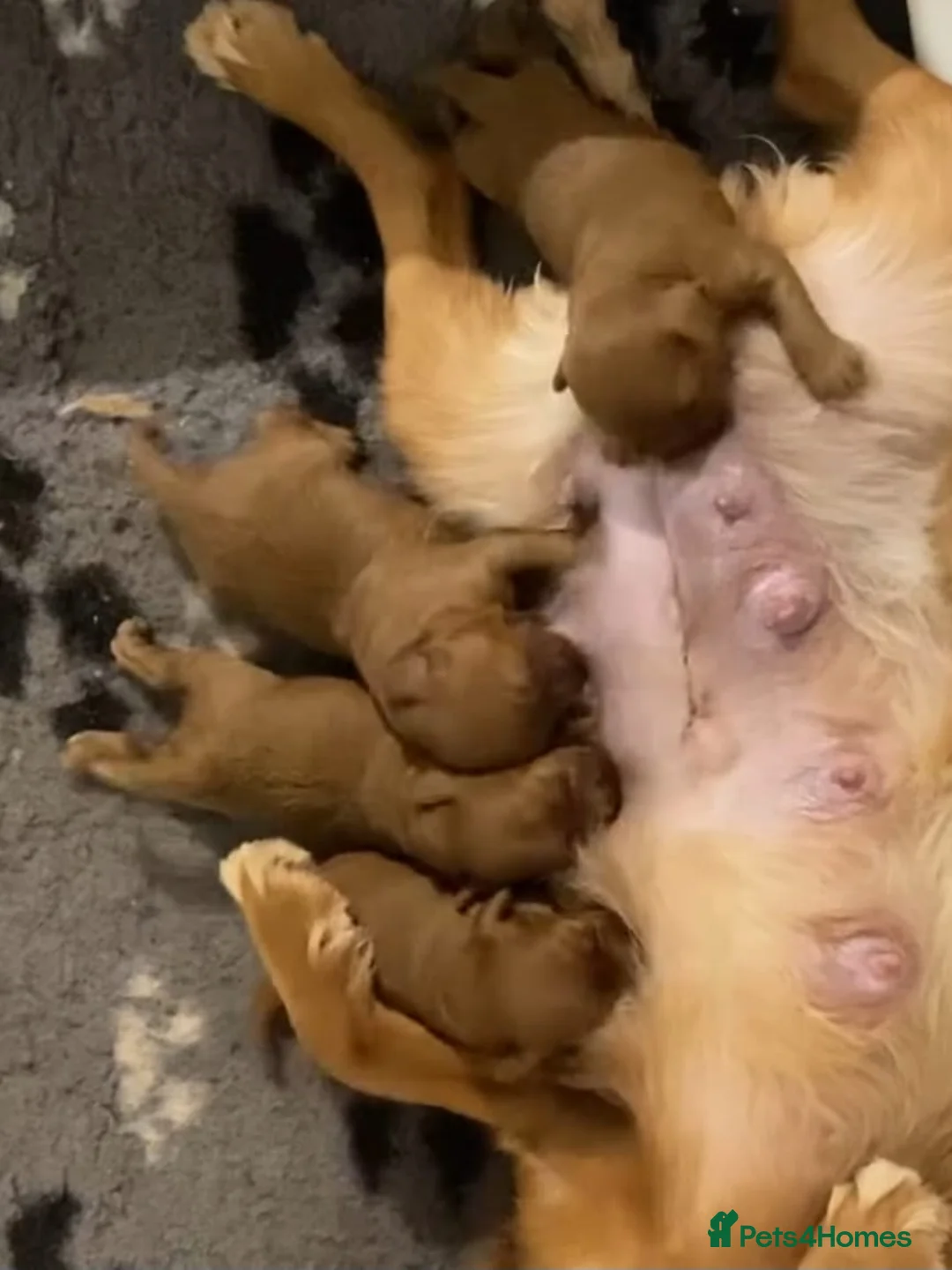 Cavapoo dogs for sale: ABSOLUTELY GORGEOUS LITTER OF CAVAPOOS in Manchester - Advert 5