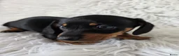 Miniature Dachshund dogs for sale: kc reg, pra clear daxi pups. 5* licensed breeder  - Advert 11