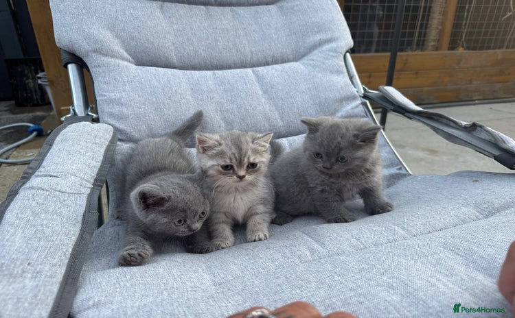 British Shorthair cats in Sowerby Bridge - Advert 2