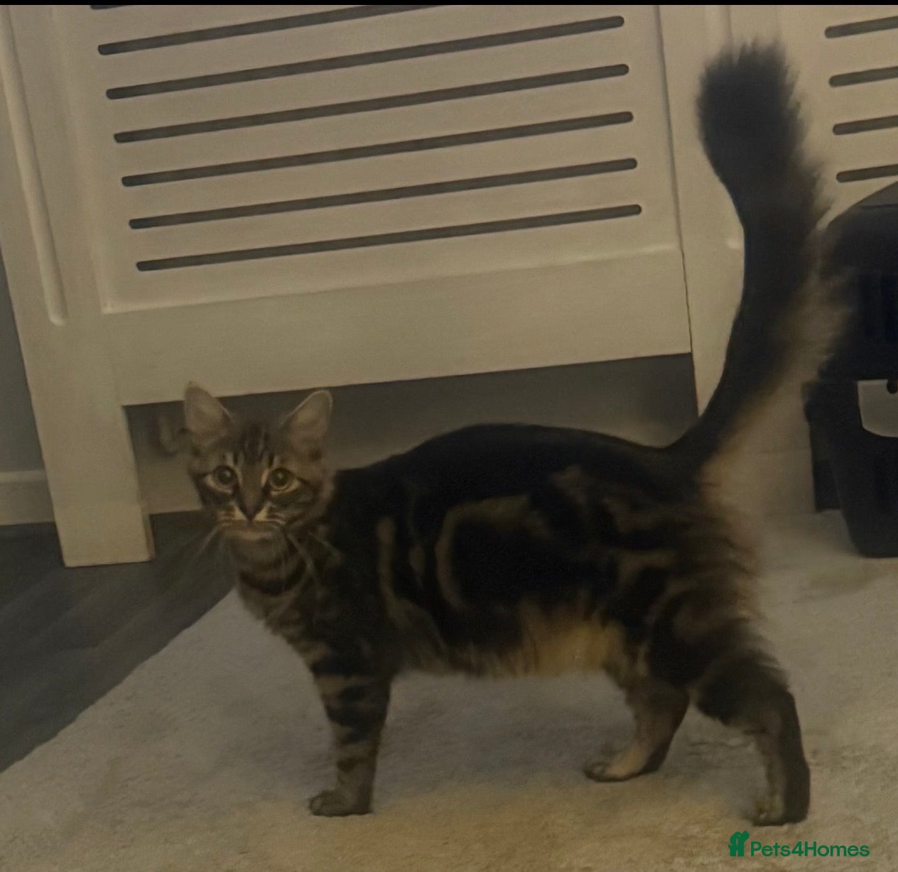 Mixed Breed cats Beautiful mixed kittens. Ready from 09/04/26 - Advert 2