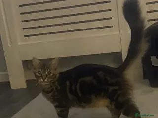 Mixed Breed cats Beautiful mixed kittens. Ready from 09/04/26 - Advert 2