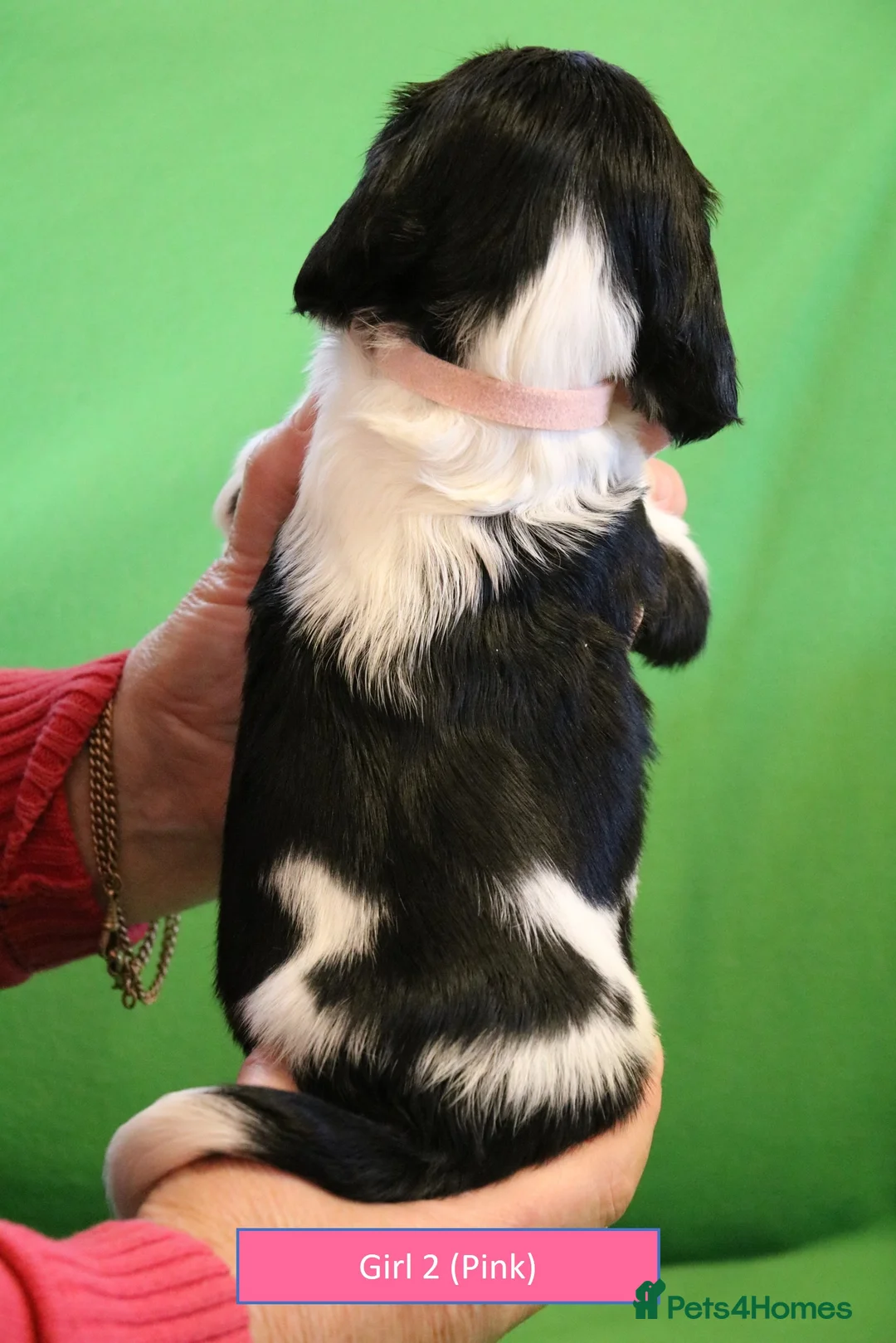 English Springer Spaniel dogs for sale: Health Tested English Springer Spaniel Puppies - Advert 8