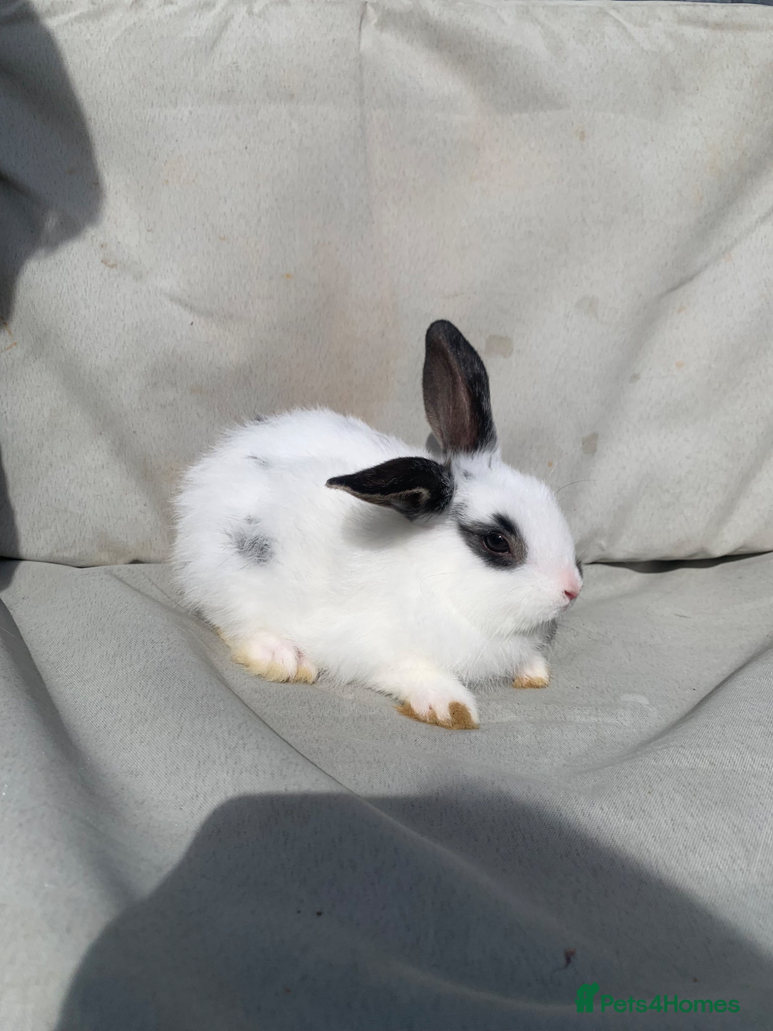 Mixed Breed rabbits LAST BABY GIRL Mini lion lops  - Advert 19