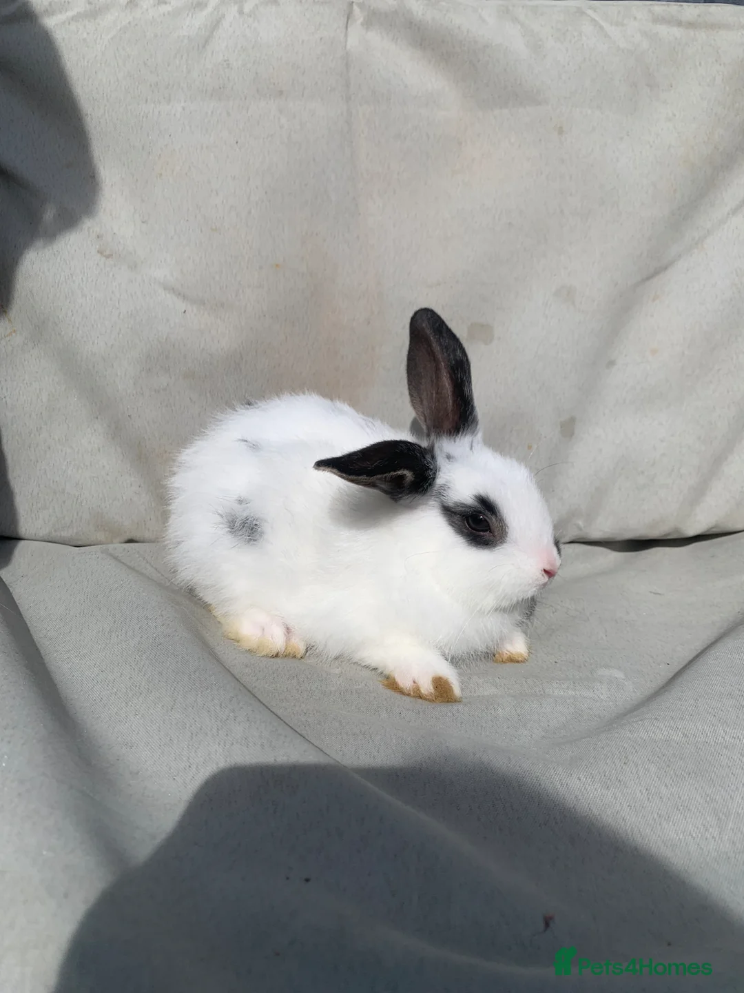 Mixed Breed rabbits for sale: LAST BABY GIRL Mini lion lops  - Advert 1