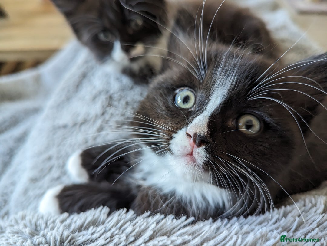 Ragdoll cats for sale: Ragdoll kittens - Image 10