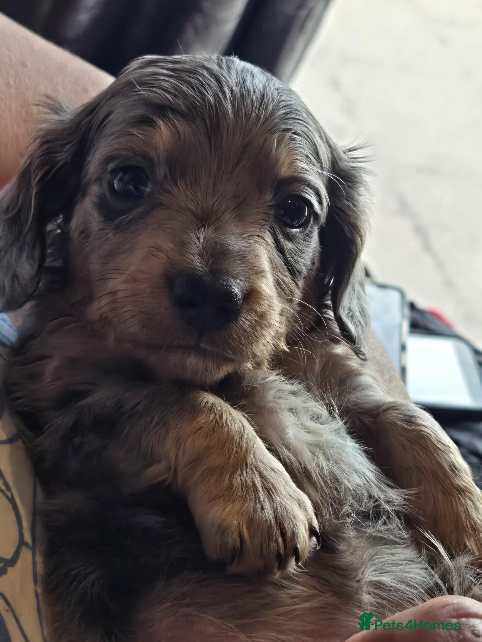 Dachshund dogs for sale: 5 gorgeous dachshund puppies for loving homes in Ludlow - Advert 23
