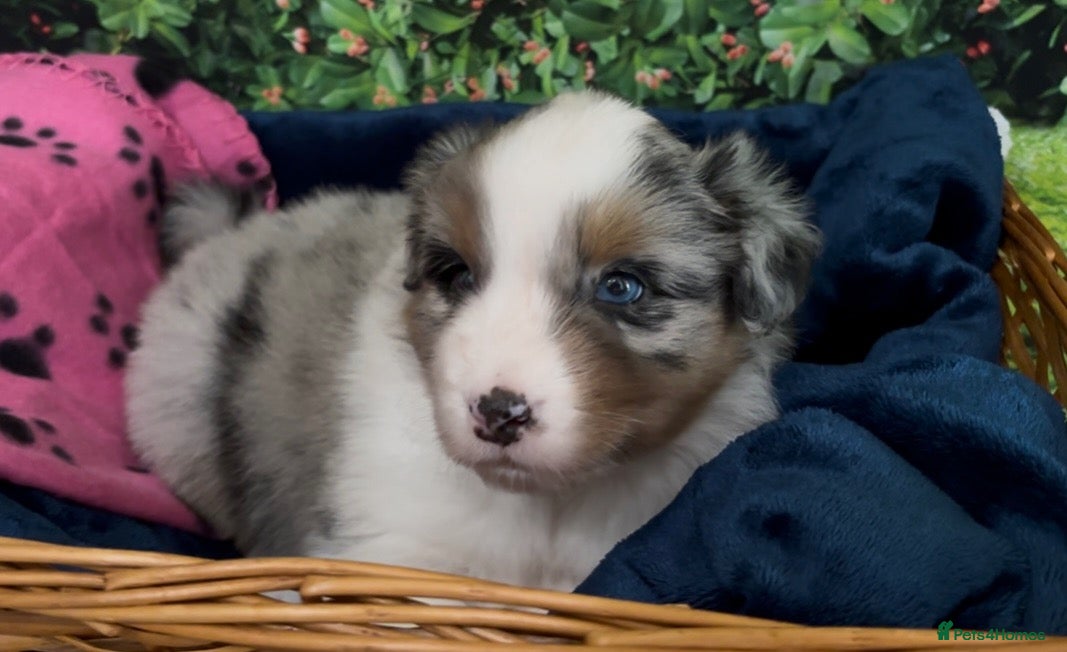 Australian Shepherd dogs Australian Shepherd Puppies - Advert 1