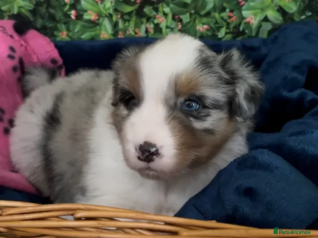 Australian Shepherd dogs for sale: Australian Shepherd Puppies - Advert 1