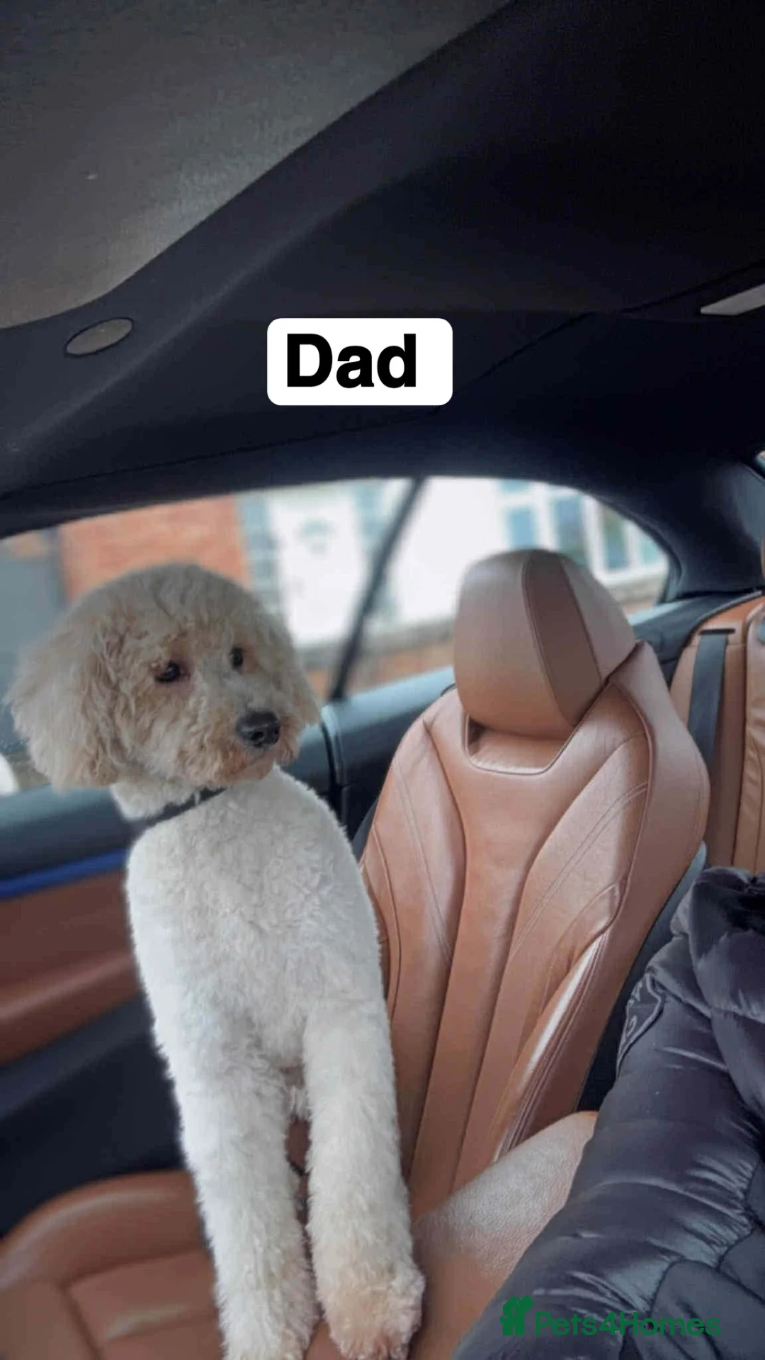 Labradoodle dogs for sale: F1b toy labradoodles - Advert 6