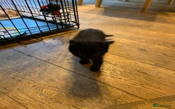 British Shorthair cats for sale: British short hair crossed  - Image 4
