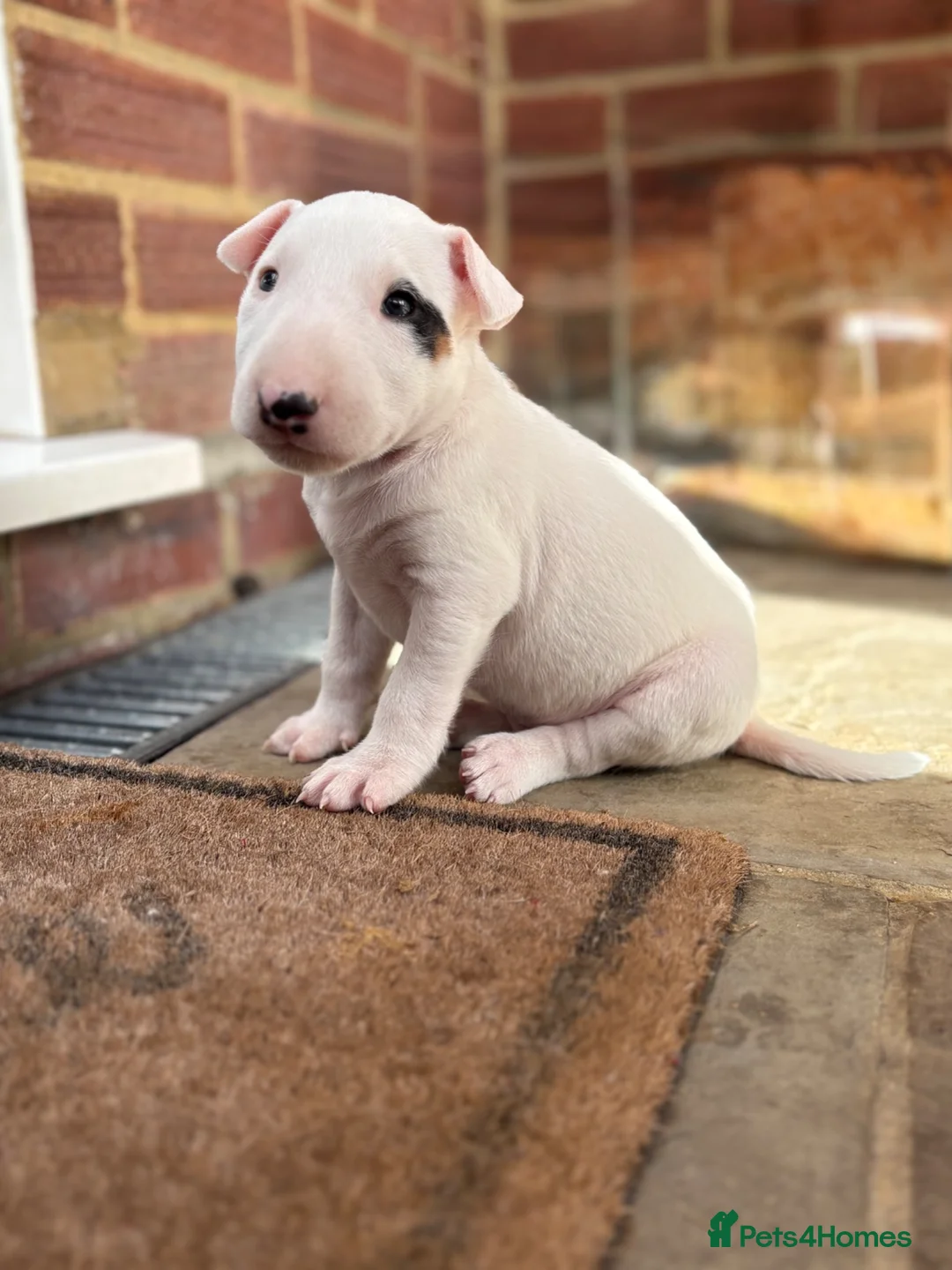 English Bull Terrier dogs for sale: English bull terrier puppies  in Camberley - Advert 1