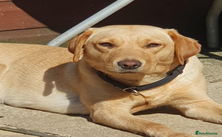 Labrador Retriever dogs - Advert 3