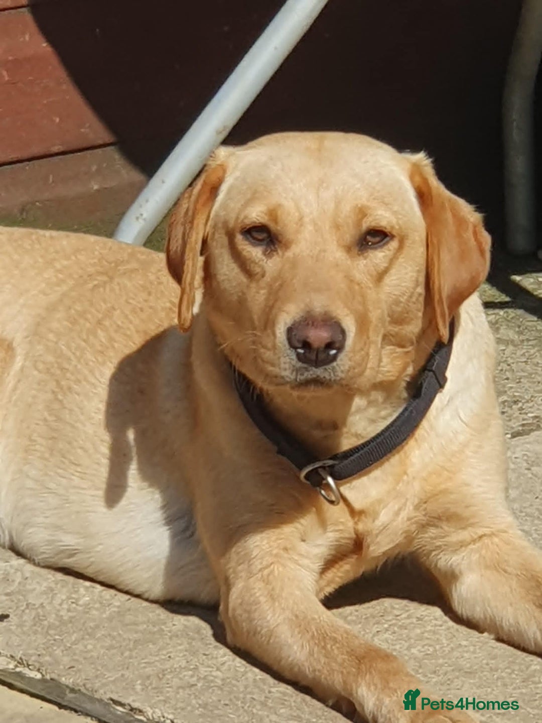 Labrador Retriever dogs for sale: puppies - Image 1