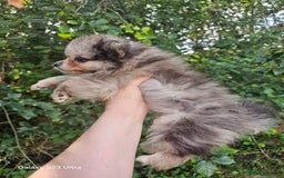 Pomeranian dogs for sale: ONLY 1 PUPPY LEFT NOW! - Image 28