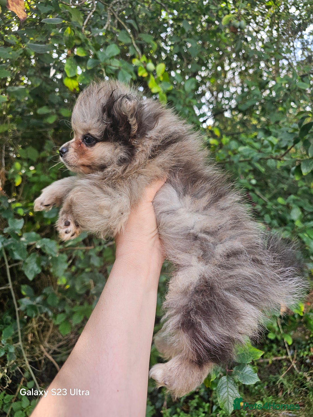 Pomeranian dogs for sale: ONLY 1 PUPPY LEFT NOW! - Image 28
