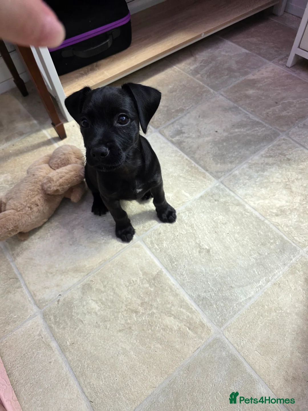 Mixed Breed dogs for sale: For sale in Burnley - Advert 2