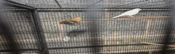 Mixed Breed birds for sale: Cannry and cage  - Advert 3