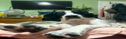 Mixed Breed dogs for sale: 6 month old male springer spaniel x foxhound  in Pontefract - Advert 5