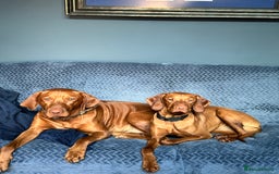 Hungarian Vizsla dogs for sale: 1CHUNKY DEEP RED HUNGARIAN VIZSLA GIRL PUPPY LEFT - Image 6