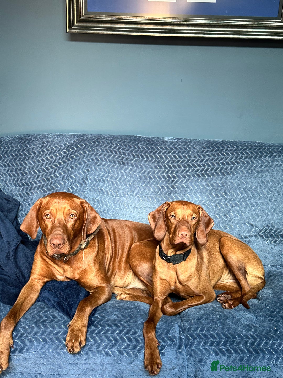 Hungarian Vizsla dogs for sale: 1CHUNKY DEEP RED HUNGARIAN VIZSLA GIRL PUPPY LEFT - Image 6