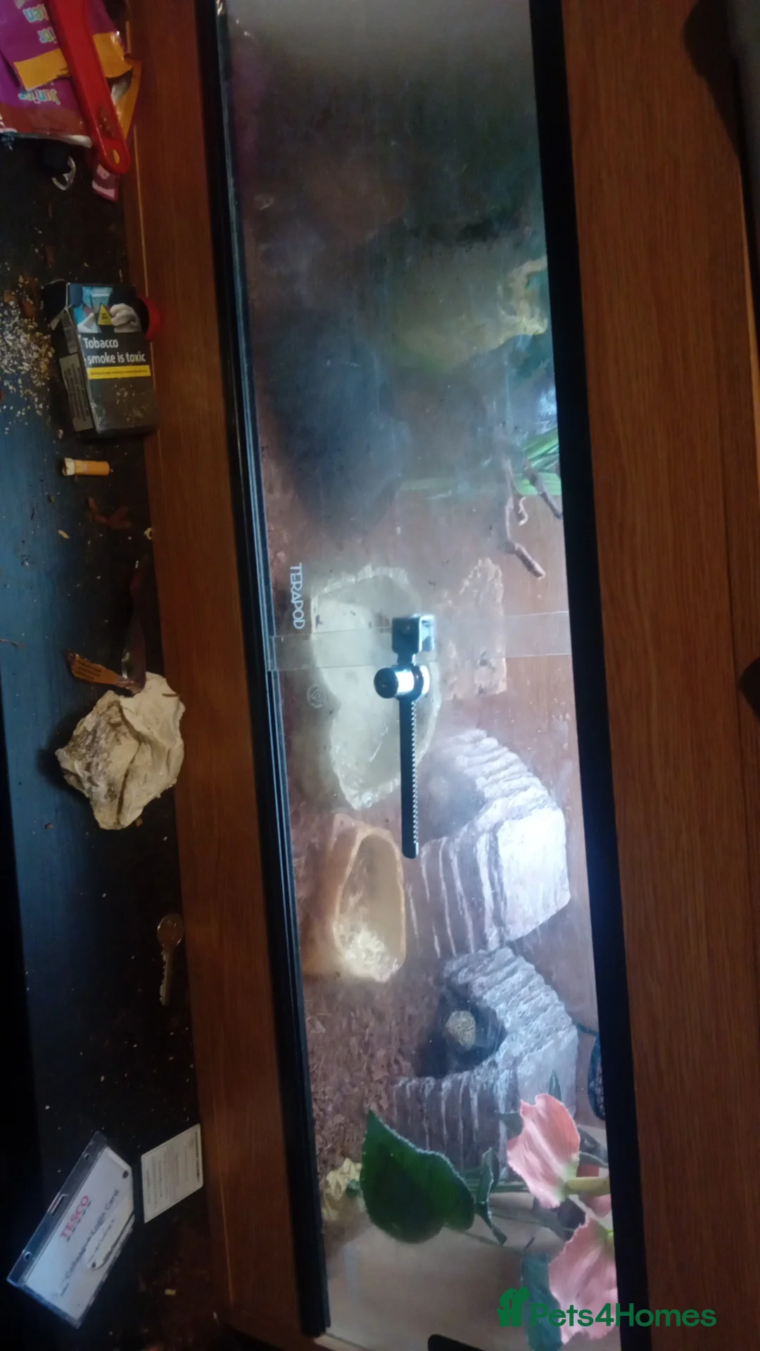 Leopard Gecko reptiles for sale: Leapard geckos mature pair for sale - Advert 5