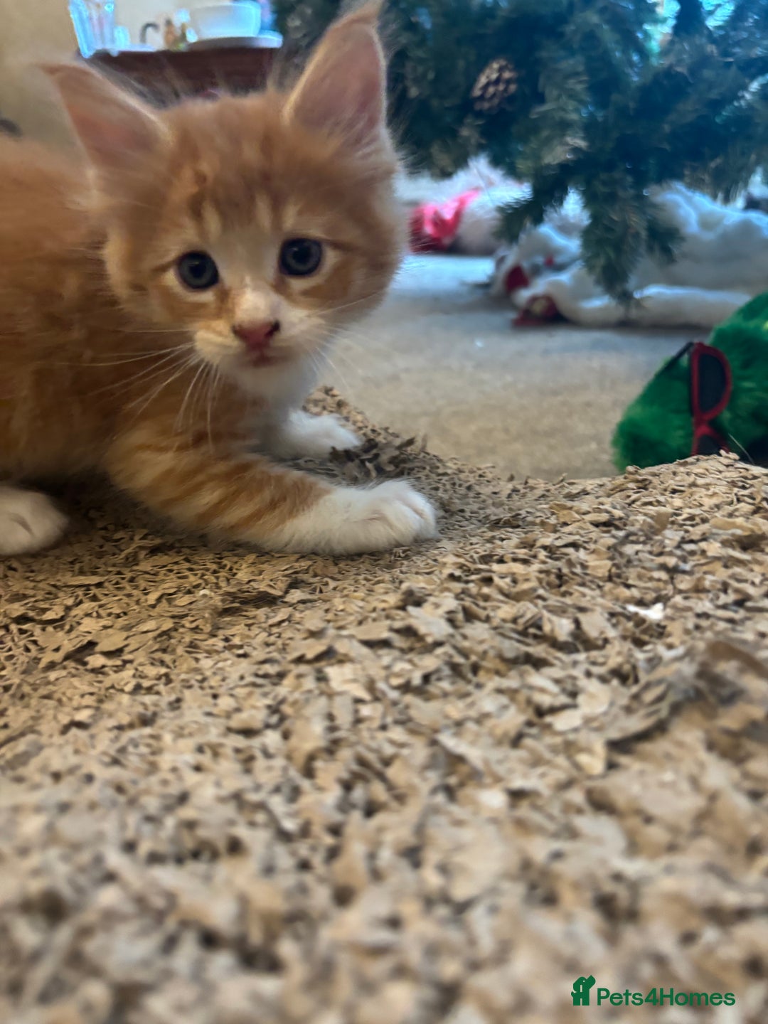 Maine Coon cats for sale: Beautiful Pedigree Main Coon Kittens - Advert 5