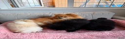 Pomeranian dogs for sale: Beautiful Pomeranian Puppies - Advert 3