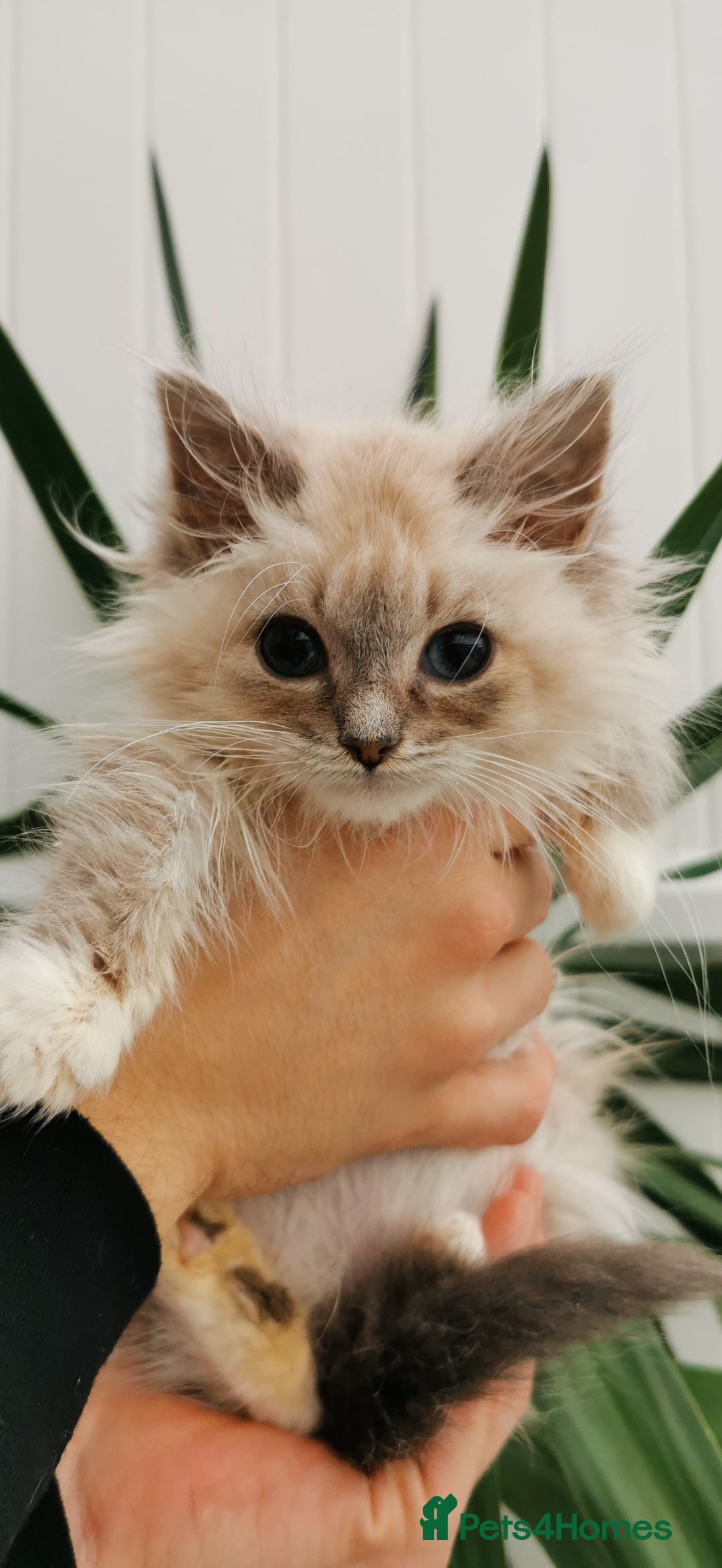 Siberian cats for sale: Siberian Neva Masquerade kitten  - Advert 1