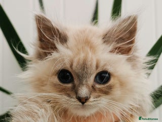 Siberian cats Siberian Neva Masquerade kitten - Advert 2