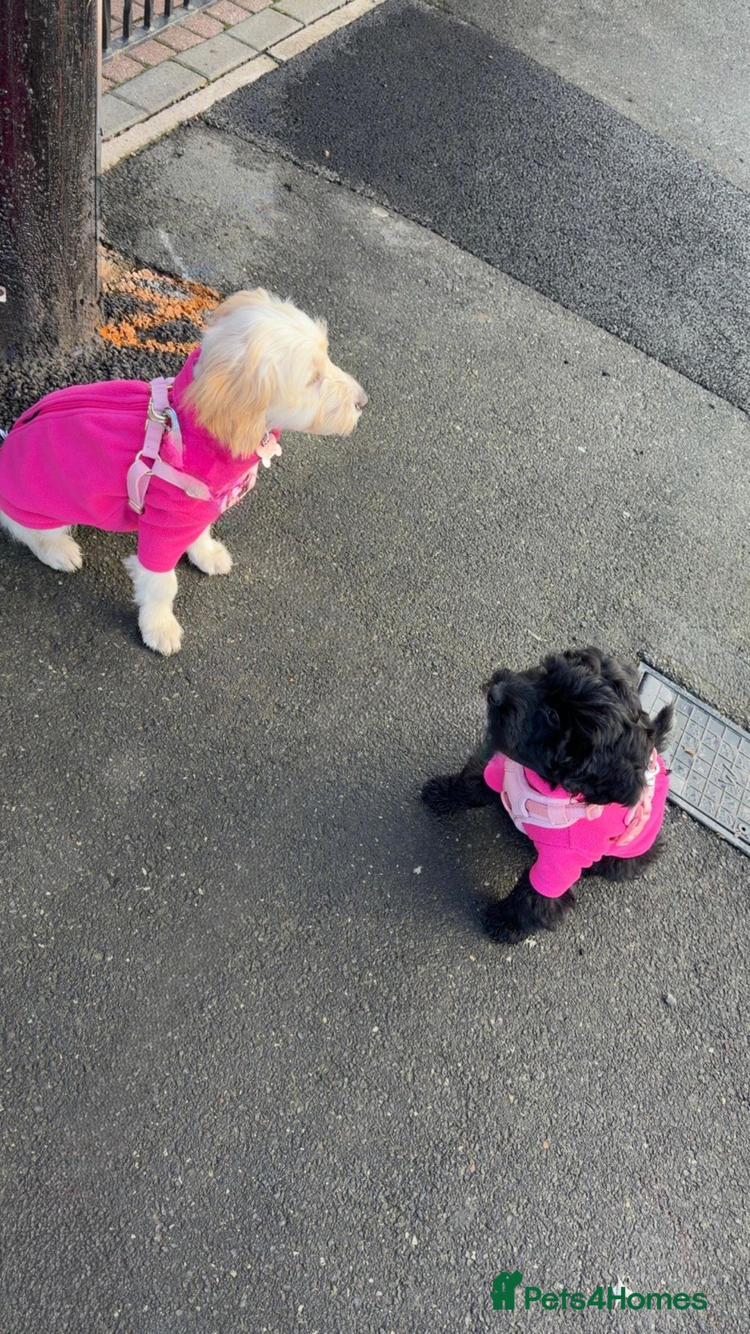 Cockapoo dogs for sale: Female cockapoo - Advert 2