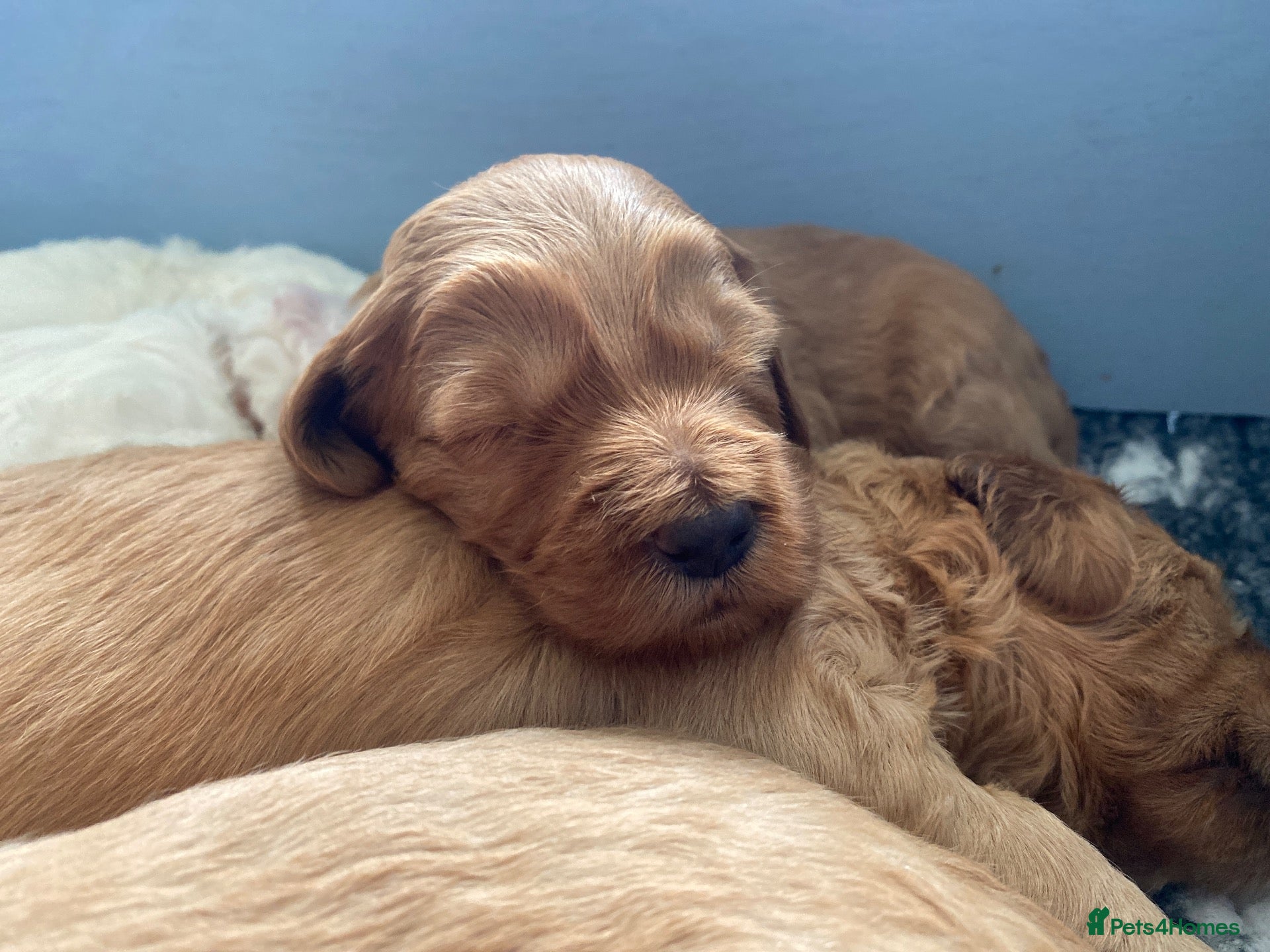 Australian Labradoodle dogs 🐶Stunning Australian Labradoodles 5⭐Breeder - Advert 15