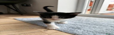 Black&white Kitten 1
