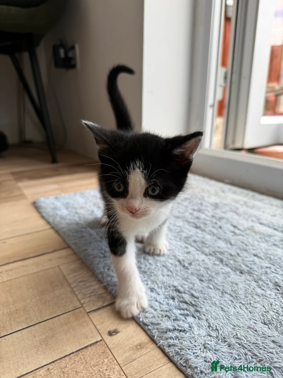 Mixed Breed cats for sale: Loving kittens for sale- 4boys 2girls  - Advert 8