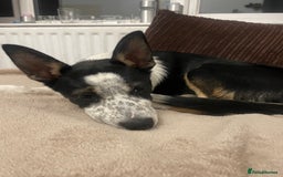 Border Collie dogs for sale: Nala Beautiful, short hair border collie female  - Image 5