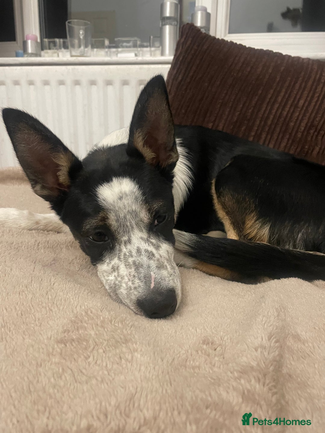 Border Collie dogs for sale: Nala Beautiful, short hair border collie female  - Image 5