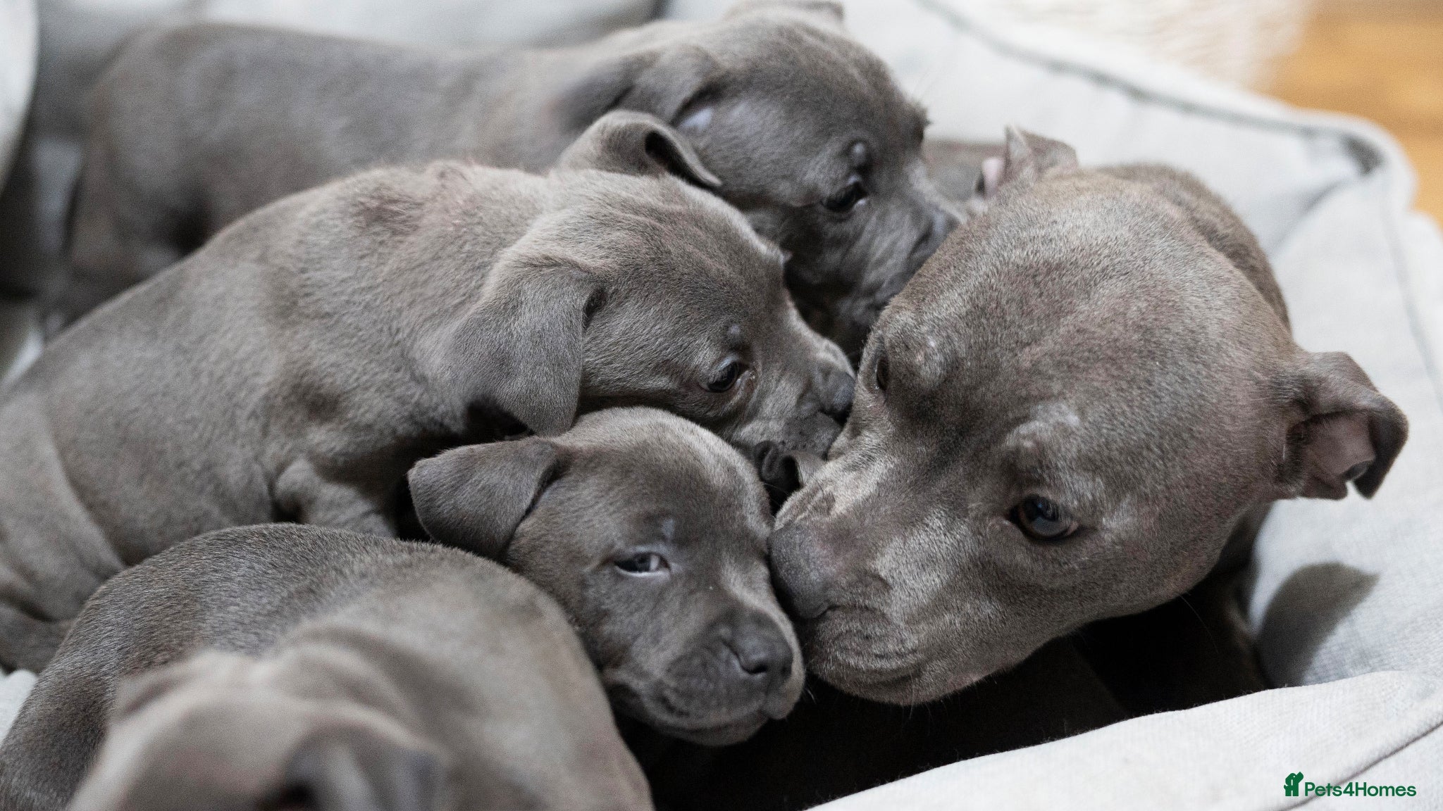 Staffordshire Bull Terrier dogs Staffordshire bull terrier puppies 🥰 - Advert 2