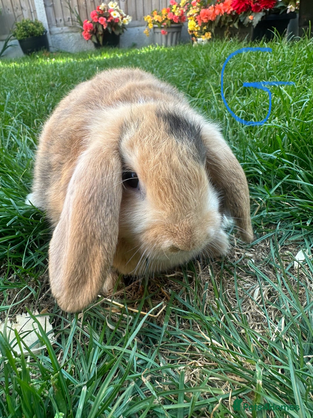 Mini Lop rabbits for sale: Mini Lop Male and Female Rabbits For Sale  - Image 34