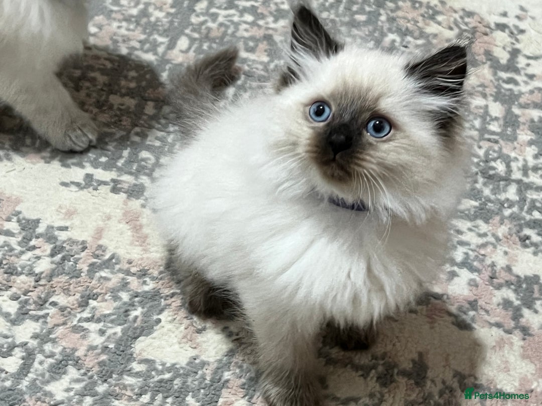 Siberian cats for sale: 🩵🩵Stunning Siberian Neva Masquerade Babies🩵🩵 - Image 7