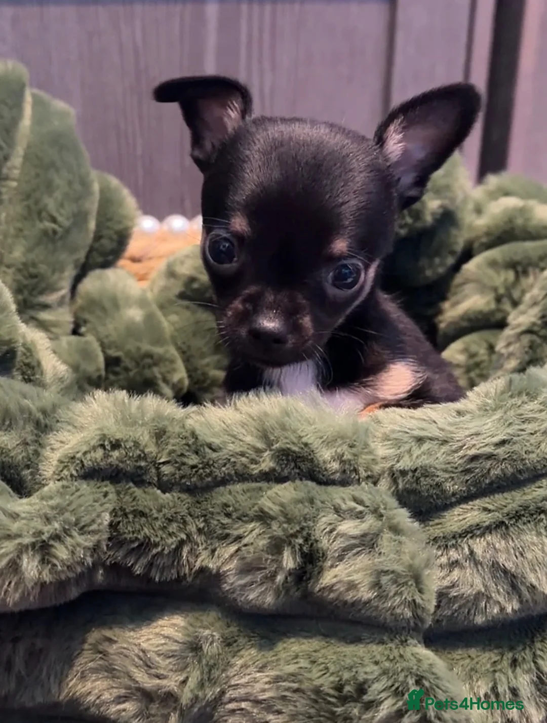 Chihuahua dogs for sale: Full chihuahua puppies  - Advert 2
