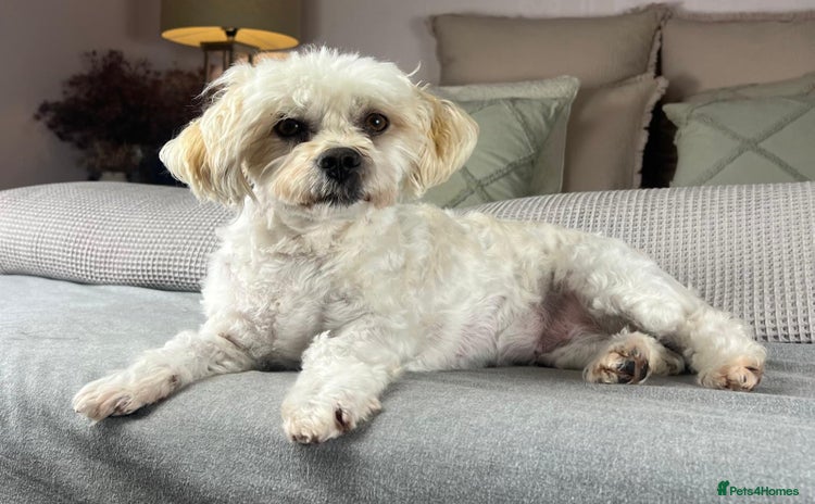 Havanese dogs - Advert 1