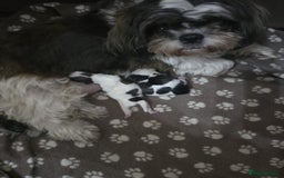 Shih Tzu dogs for sale: Gorgeous full breed Shih Tzu puppies - Image 12