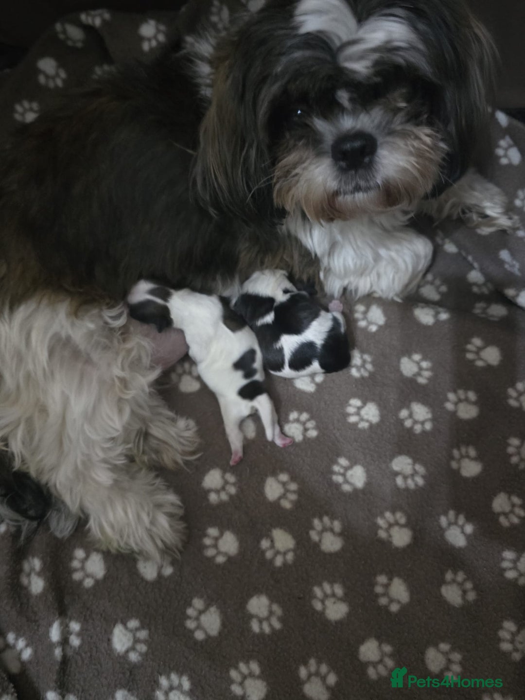 Shih Tzu dogs for sale: Gorgeous full breed Shih Tzu puppies - Image 12