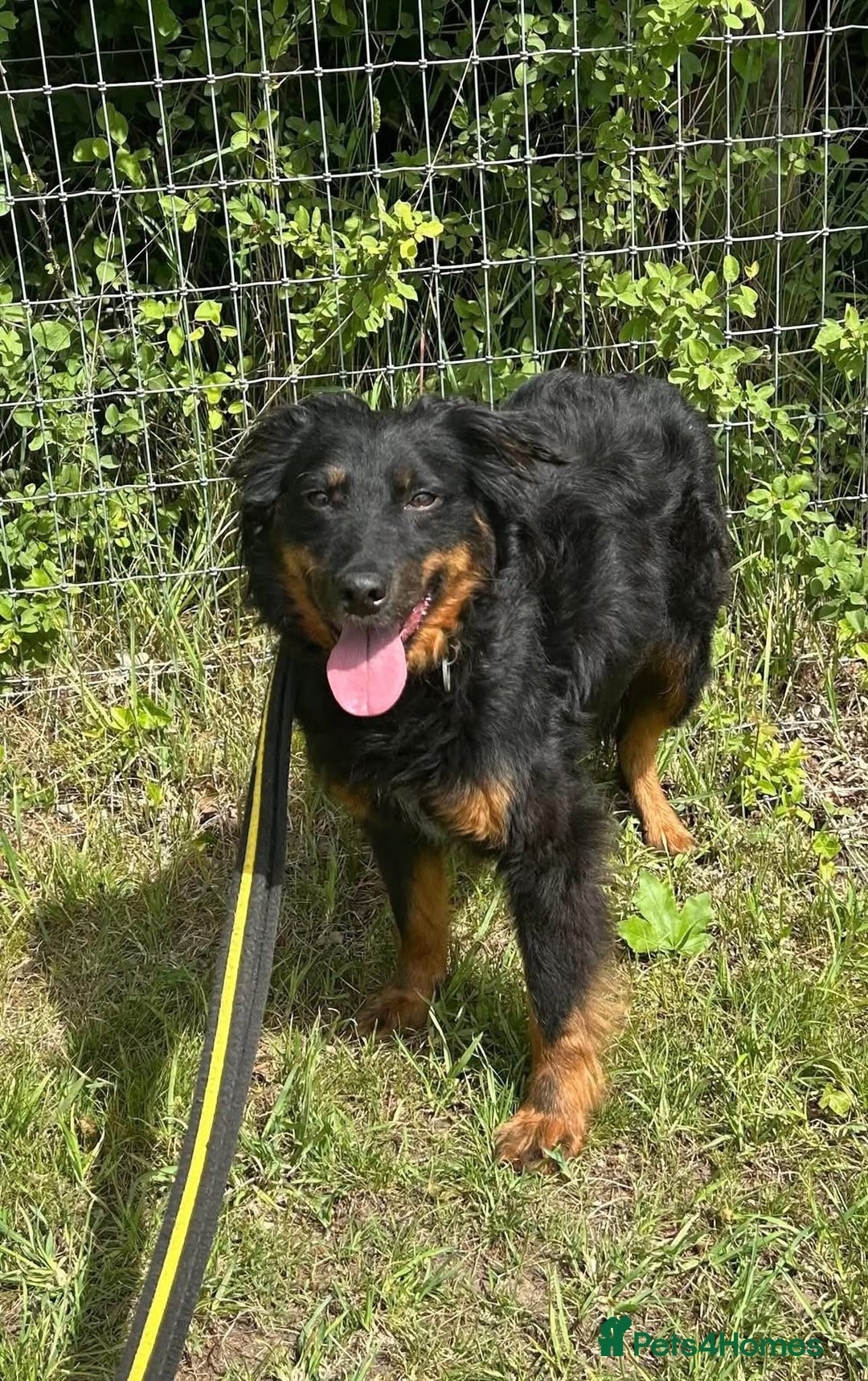 Mixed Breed dogs for adoption: Paige - Norwich Norfolk  - Image 16