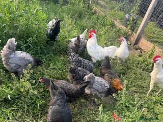 Chickens poultry in Wimborne - Advert 9