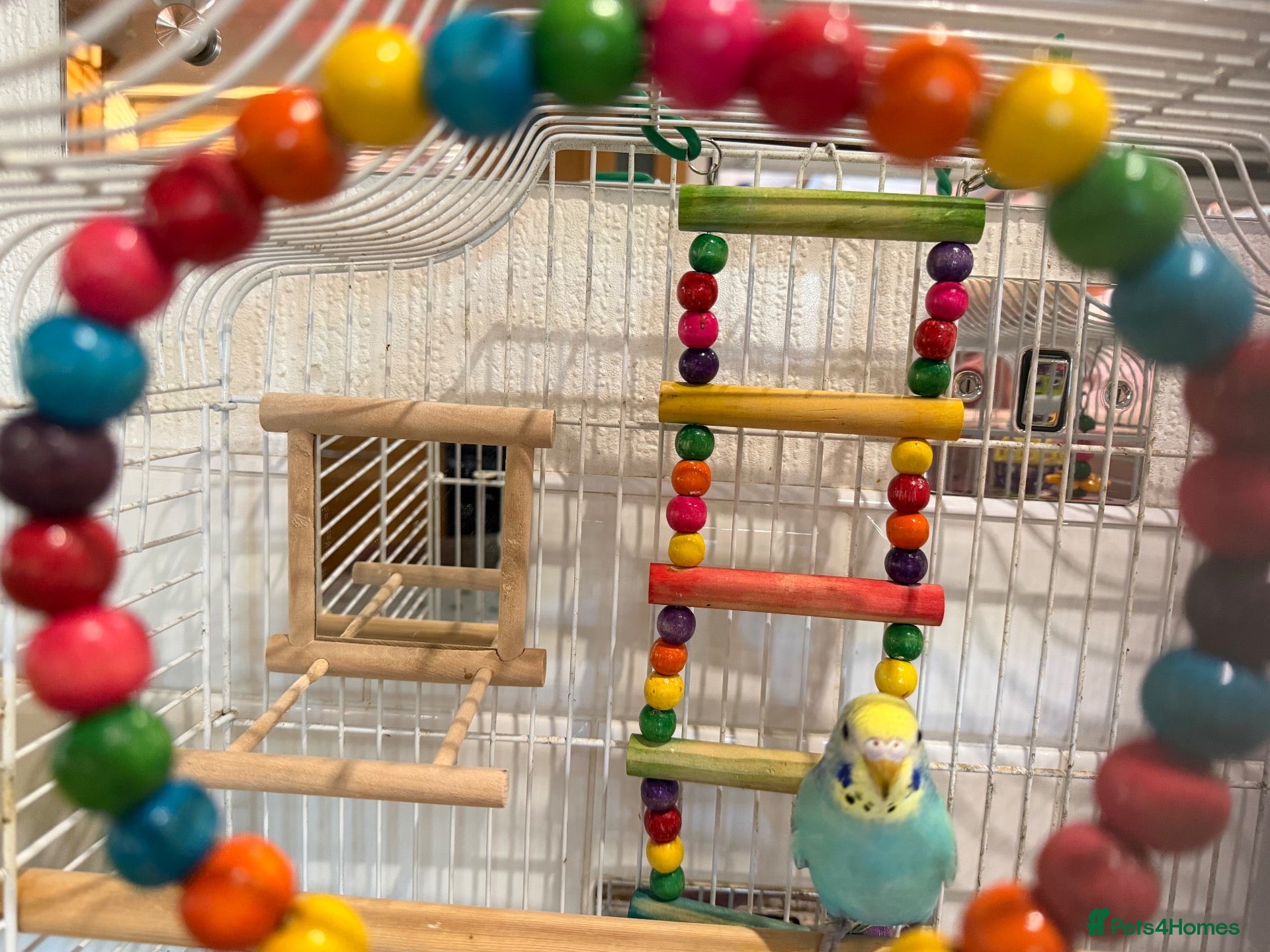 Budgerigars birds beautiful baby budgie with cage/accessories - Advert 16