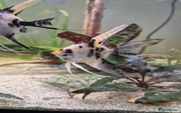 Angelfish fish for sale: Koi Angelfish - Image 9