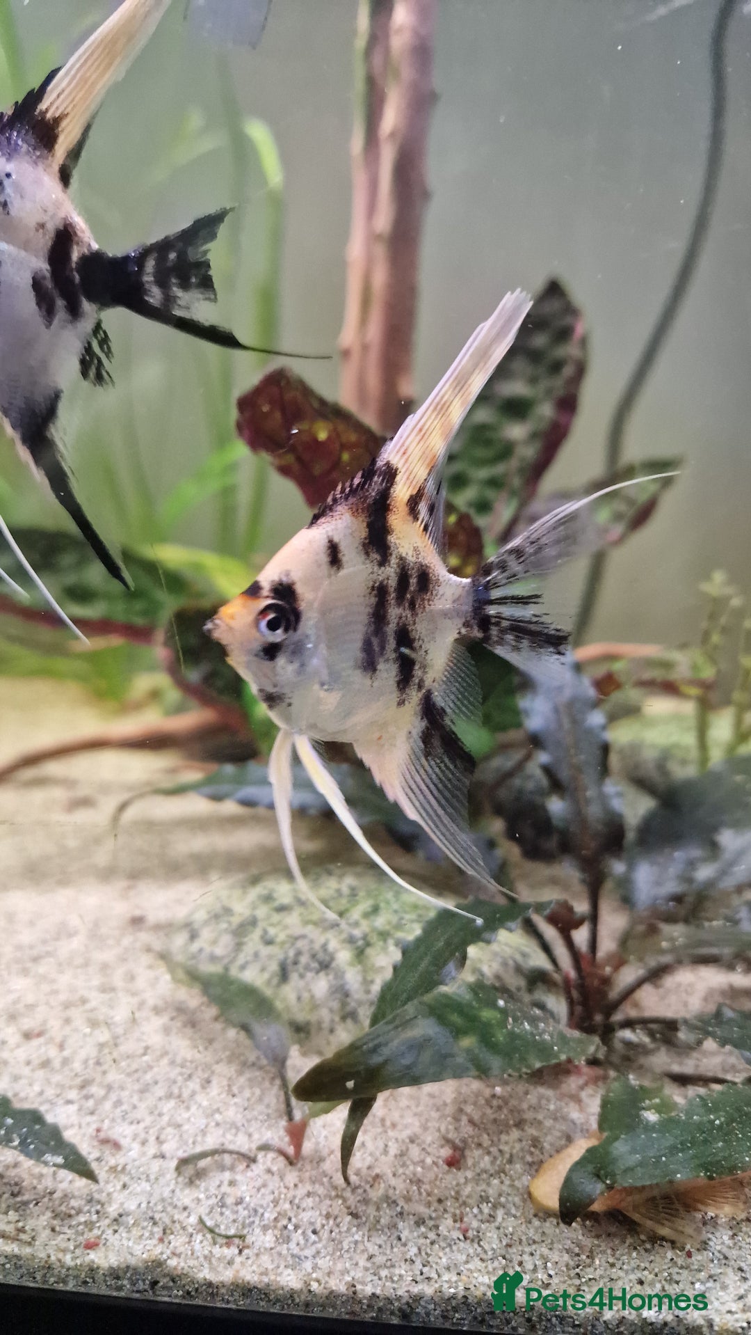Angelfish fish for sale: Koi Angelfish - Image 9