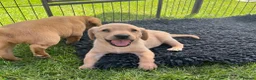 Labrador Retriever dogs for sale: KC Reg Working Labrador Pups for Sale - Advert 4